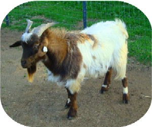 Bo